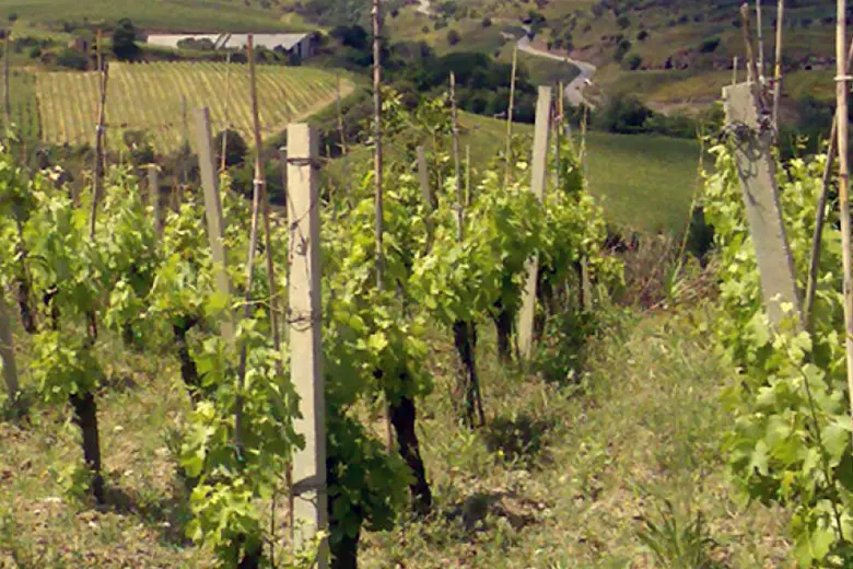 I vitigni autoctoni della Basilicata