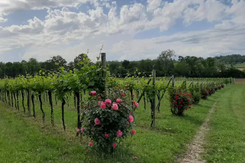 I vitigni autoctoni del Friuli Venezia Giulia