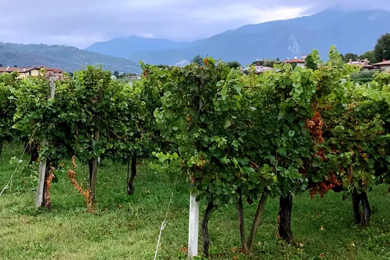 I vitigni autoctoni della Lombardia