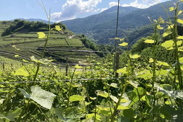 I vitigni autoctoni del Trentino Alto Adige