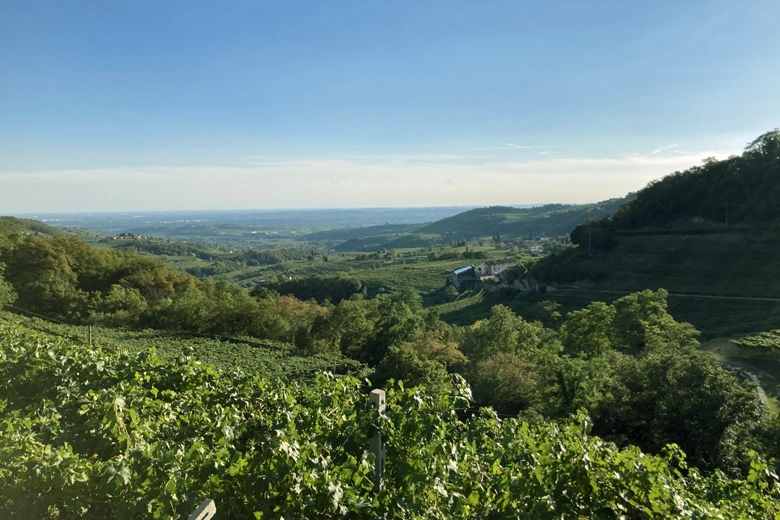 I vitigni autoctoni del Veneto